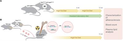 Deletion of the murine ortholog of human 9p21.3 locus promotes atherosclerosis by increasing macrophage proinflammatory activity